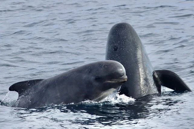 Ilgapelekes grindos Globicephala melas