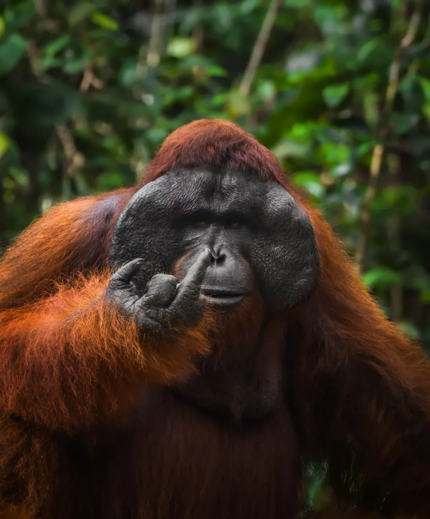 Orangutanas